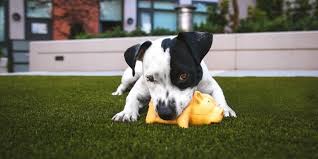 Image result for are bug bombs safe for dogs