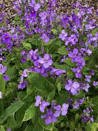 ショカツサイ 植物図鑑 エバーグリーン
