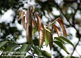 Image result for Drypetes sclerophylla