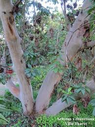Arbutus Canariensis Arbousier Des Canaries Le Peuple D A Cote Arbousier Feuille Persistante Arbuste