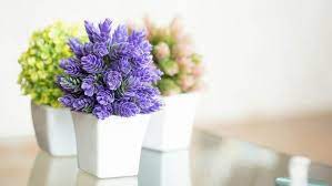 Plant seeds or purchase small plants and pot them in rich, organic potting soil. Easy Flowers To Grow Indoors A Useful Guide For Indoor Gardening