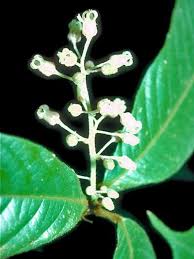 Image result for Sterculia quinqueloba