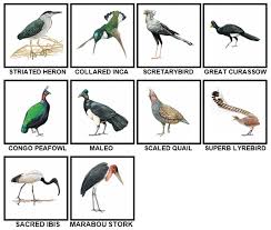 100 Pics Birds Level 91 100 Answers 100 Pics Answers