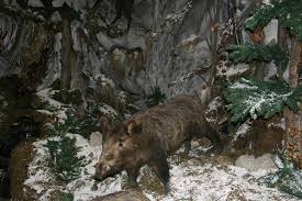 In muzeul vaii teleajenului sunt reproduse colturi din natura, din zona de deal dar si de munte. Muzeul Natura Vaii Teleajenului Valenii De Munte Gazeta De Tam Tamuri Marca Elenushu