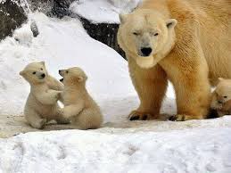 30 Funny Baby Animal Pictures Bring You Good Mood Baby Polar Bears Baby Animals Pictures Polar Bear