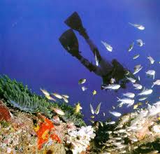 About Diani Beach Beach Africa Mombasa