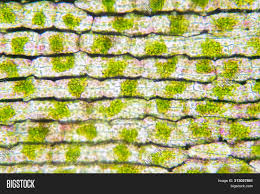 As you can see in the above labeled plant cell diagram under light microscope, there are generalized cell is used for structure of animal cell and plant cell to present the common parts, appearing in. Plant Cell Under Image Photo Free Trial Bigstock
