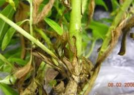 Infection is most common in squash and. August Lab Report Fairfax Gardening