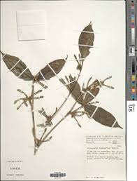 Image result for Aulacocalyx jasminiflora