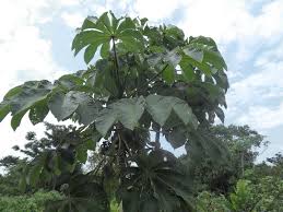 Image result for Cecropia pachystachya