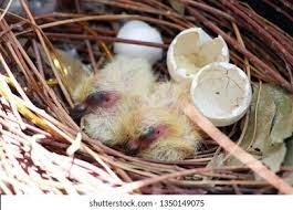 Baby Pigeon Images Stock Photos Vectors Shutterstock