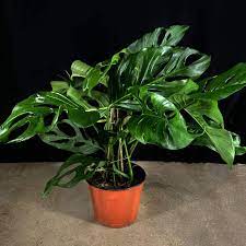 Laniata with one image and 18 data details. Monstera Adansonii Subsp Laniata Finca Dracula