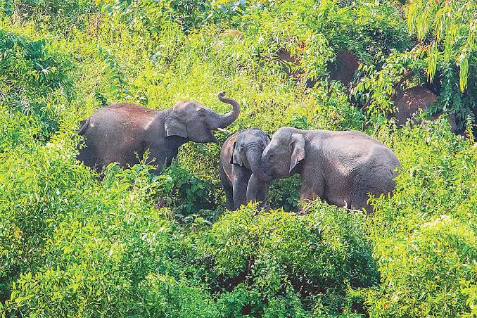 World Elephant Day: World's shrinking for elephants | Prothom Alo