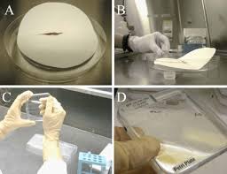 Maybe you would like to learn more about one of these? Dry Sterilization And Planting For Dormant Plates A Sterilized Seeds Download Scientific Diagram