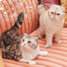 Pin By Ale On Miss Americana Taylor Swift Cat Taylor Swift Taylor Swift Pictures