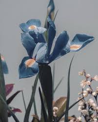 Iris Photo Apprvl Flower Aesthetic Beautiful Flowers Flowers