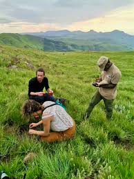 Image result for Microchloa afra