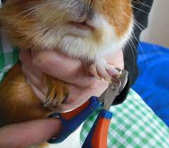 Pin On Guinea Pig Care