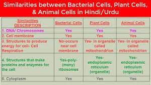 (in animal cells, cell membrane is the outermost boundary where as in plant cell, cell membrane is present just inner to cell wall). Similarities Between Bacterial Cells Plant Cells And Animal Cells In Hindi Urdu Youtube