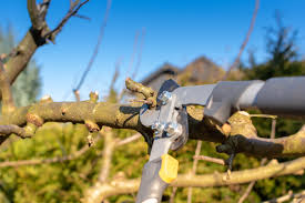 Wann und wie schneidet man sie? Obstbaume Schneiden So Wird Es Richtig Gemacht