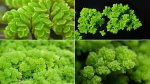 Image result for Azolla