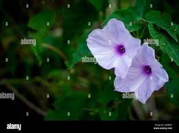 Close up mattina gloria, verdura verde Foto stock