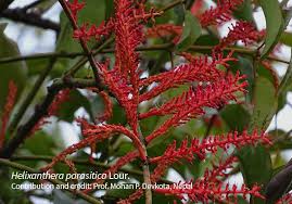 Image result for Helixanthera