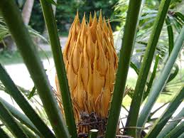 Image result for Cycadaceae