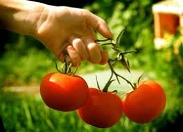 Then, using a slotted spoon, dip the tomatoes (maybe three or four at a time) into the boiling water and leave until the skins slip off about 30 seconds. 10 Ways To Cook Tomatoes