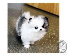 And don't forget the puppyspin tool, which is another fun and fast way to search for puppies for sale in washington, usa area and dogs for adoption in washington, usa area. Teacup Pomeranian Puppy Price In India
