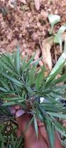 Image result for Afrocarpus usambarensis