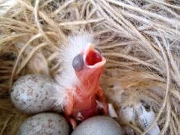 Happy Bird Place Finch And Grasskeet Blog Canary Baby Canary Birds Cute Birds Bird