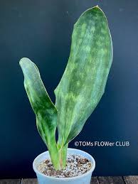 Image result for Sansevieria hyacinthoides