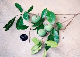 Image result for Clitandra cymulosa