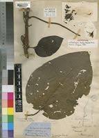 Image result for Ochthocharis dicellandroides