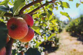Check spelling or type a new query. Where To Go Apple Picking In Georgia Fall 2020
