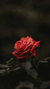 Kommen wir nun zu unserer komplettlösung von 4 bilder 1 wort die du in der nachfolgenden tabelle findest. Red Rose Wallpapers For Iphone