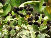 Image result for Dialium guineense