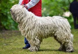 Image result for Komondor