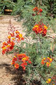 Image result for Caesalpinia rostrata