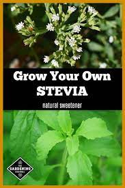 Stevia A Natural Sweetener Is An Ever Popular Herb To Grow In The Home Garden Learn How To Grow Stevia With This Growing Guide G Growing Stevia Stevia Herbs