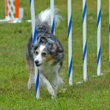 Quality dog handler and dog trainer clothing, training tools, equipment, nutrition for dogs, safety travel and car crates. Dog Competition Training Courses Sport Agility And Obedience