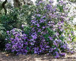 Image result for Brunfelsia pauciflora