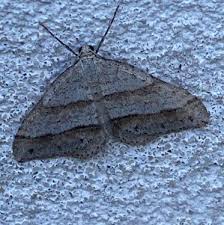 Image result for Mesotype parallelolineata