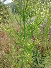 Image result for Erigeron schimperi
