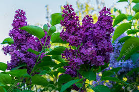 Browse our wide selection of beautiful accent trees, flowering shrubs, & perennials. Dark Purple Terry Lilac Against A Blue Sky Stock Photo Picture And Royalty Free Image Image 114405498