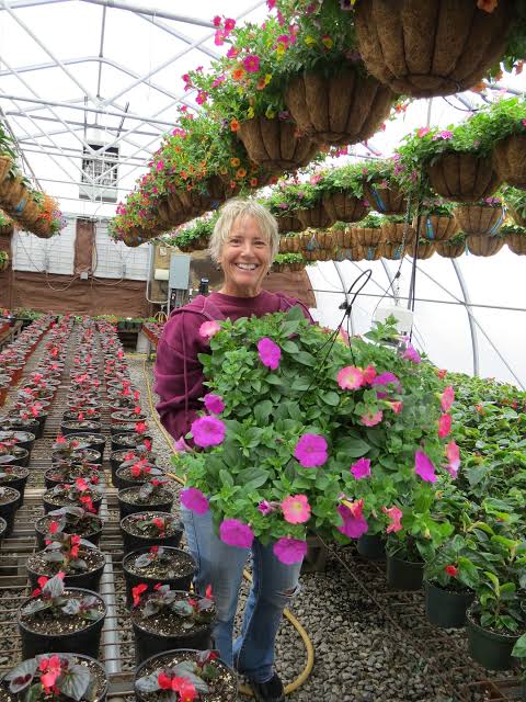 The lush, meticulously kept greenhouses at Sea Breeze Heritage Gardens, AI generated