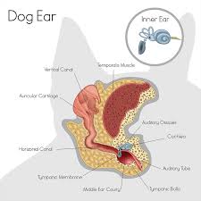 Image result for mold in the ear dog