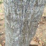 Image result for Albizia brevifolia