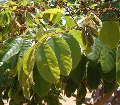 Image result for Millettia grandis